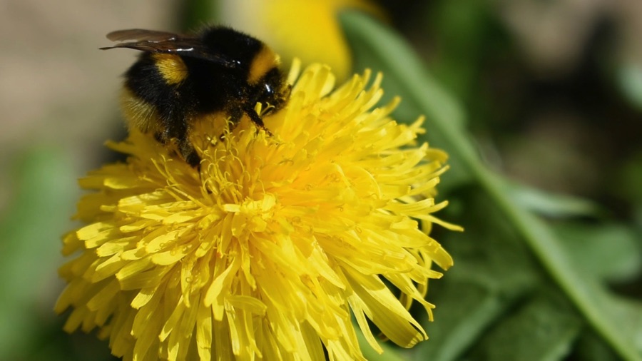 Bumblebee on dandelion